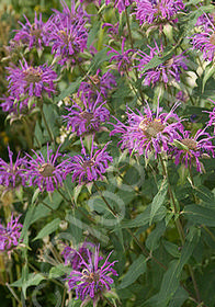 Monarda didyma 'Prairie Night'